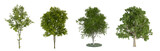 Set of green tree in 3d rendering