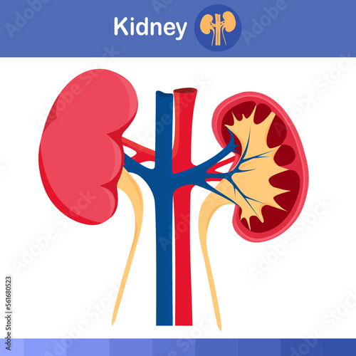 Human kidney on while background, vector illustration 