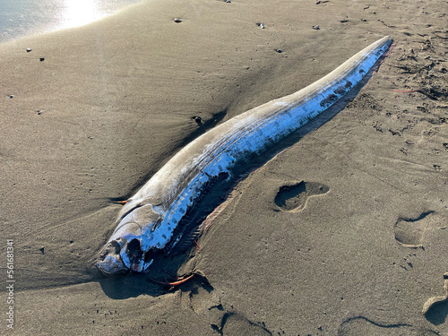 湘南の砂浜に打ち上げられたリュウグウノツカイ photo