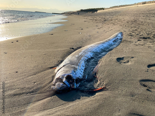 湘南の砂浜に打ち上げられたリュウグウノツカイ