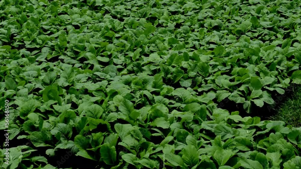 Vegetable Farming: green mustard Vegetable Farming: green mustard