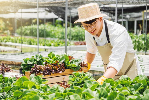 Happiness Asian Man gardener  Working with freshness vegetable hydroponic greenhouse  in hydroponic farm