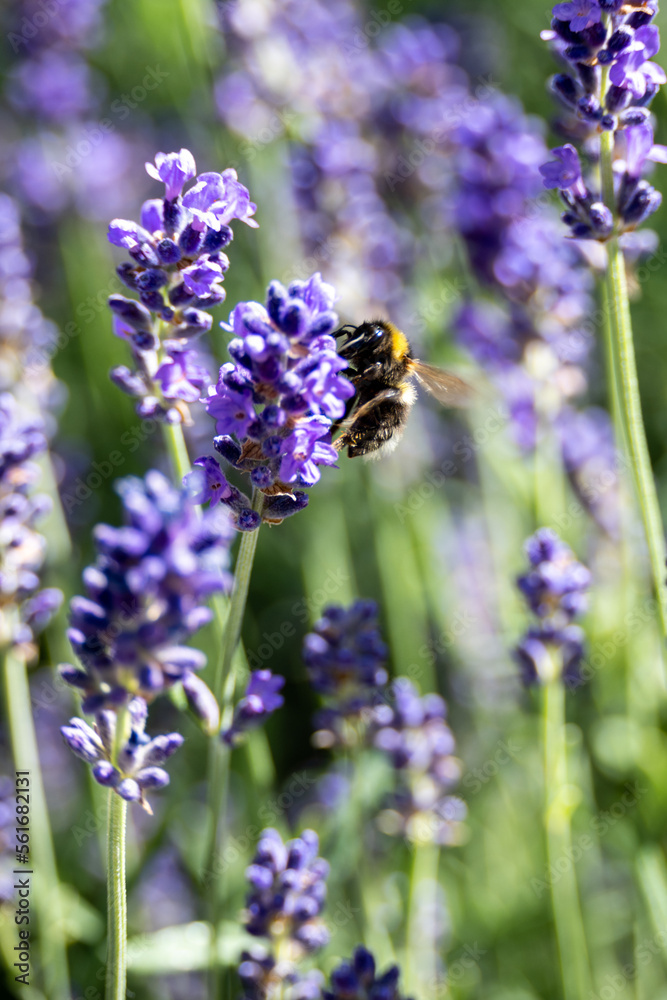 Adorable bumblebee pollinating lavender flowers in the summer Adorable bumblebee pollinating lavender flowers in the summer