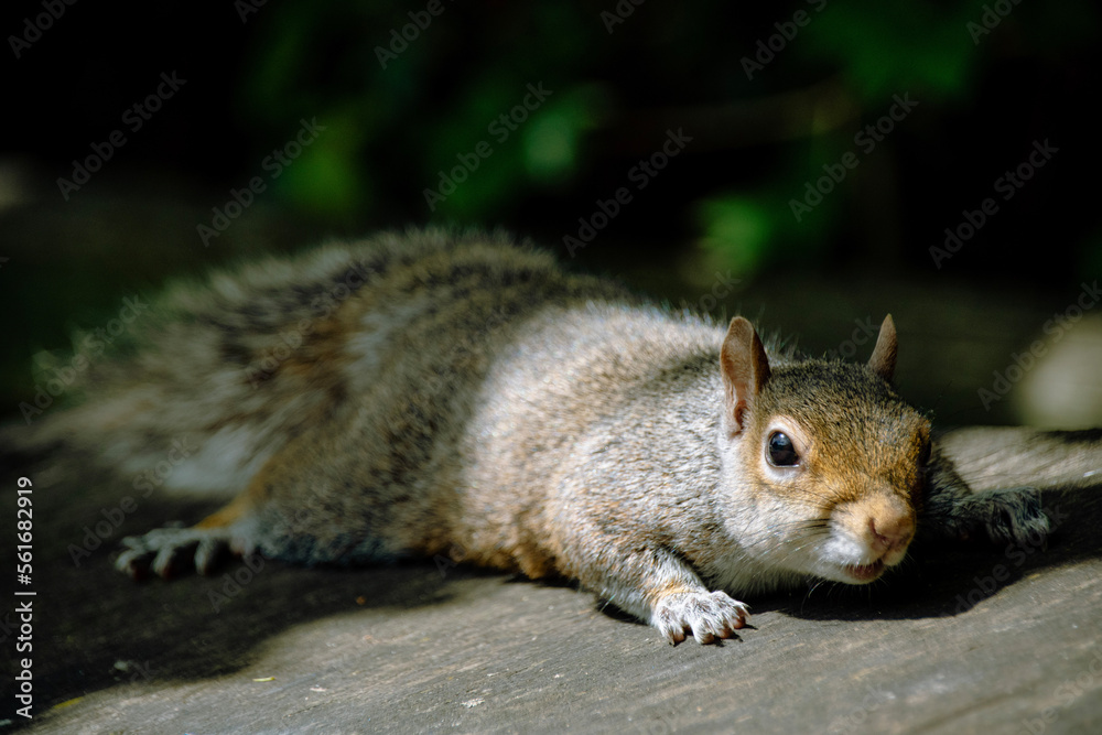 Obraz premium squirrel in the park