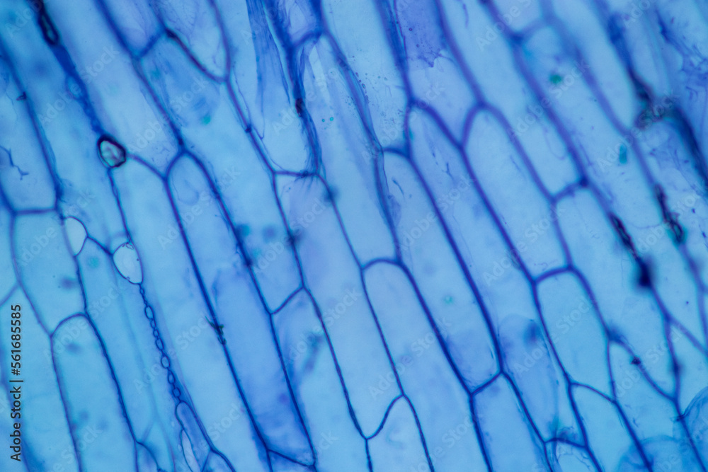 Study of protozoa and plant cells under the microscope for education ...