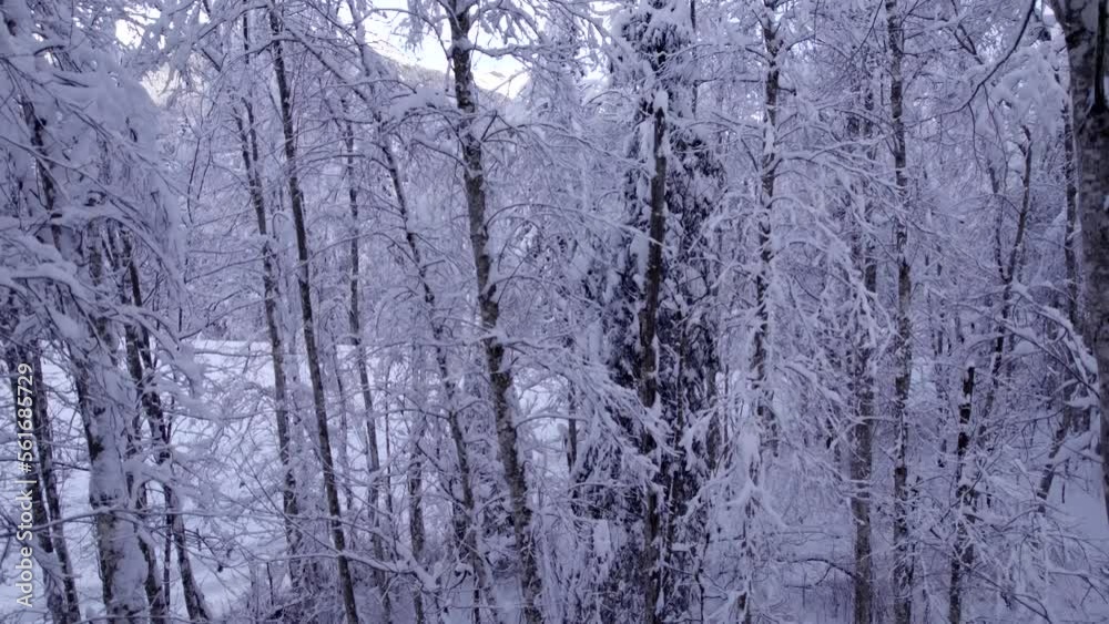 raising down with unique views of snow covered alder trees in a beautiful forest in Swiss Alps raising down with unique views of snow covered alder trees in a beautiful forest in Swiss Alps