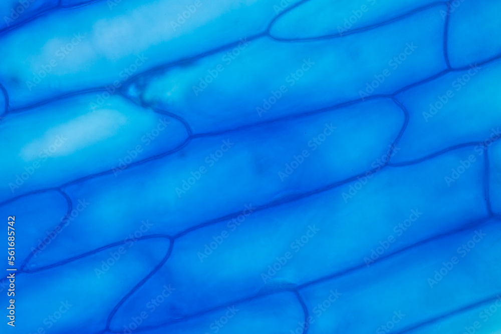 Study of protozoa and plant cells under the microscope for education ...