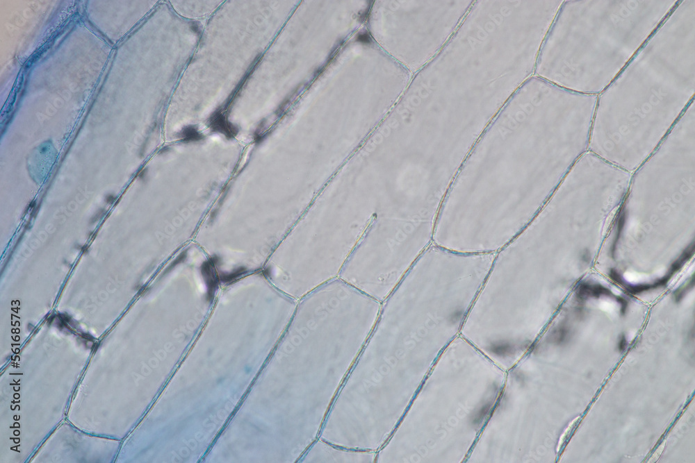 Foto de Study of protozoa and plant cells under the microscope for ...