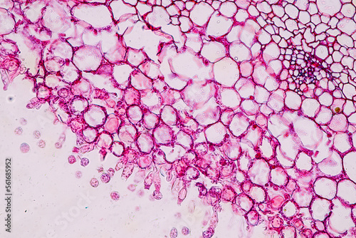 Fototapeta Naklejka Na Ścianę i Meble -  Host cells with spores (mold) are inside wood under the microscope for education.	