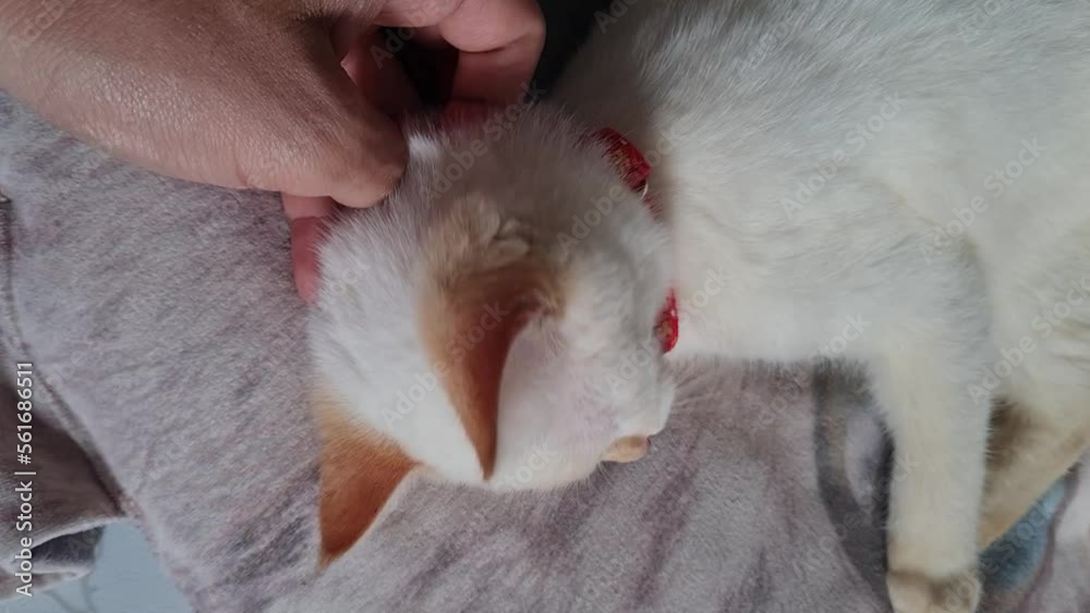 White cat scratching his neck White cat scratching his neck