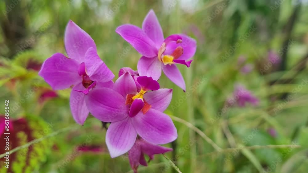 many purple flowers An ant looking for nectar eats on a beautiful flower blowing in the wind. many purple flowers An ant looking for nectar eats on a beautiful flower blowing in the wind.