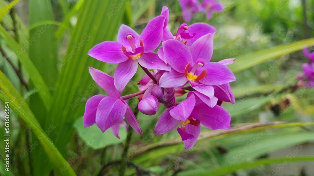 many purple flowers An ant looking for nectar eats on a beautiful flower blowing in the wind. many purple flowers An ant looking for nectar eats on a beautiful flower blowing in the wind.