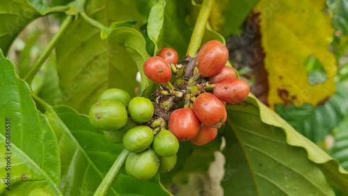 Wallpaper Mural A red ant walks on a coffee bean. Torontodigital.ca