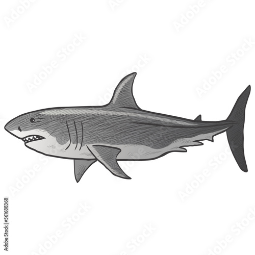 Shark Great White Hand Drawn Drawing Vintage Illustration Vector Art