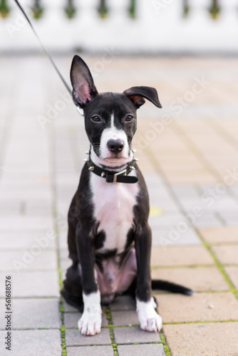 Cute puppy in black and white in a collar with spikes. Sitting, looking at the camera. Dog mix: Staffordshire Terrier and Pit Bull Terrier