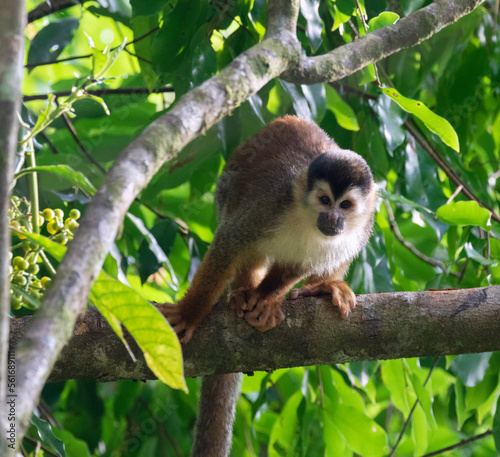 The portrait of  squirrel monkey, Corcovado National Park, Costa Rica