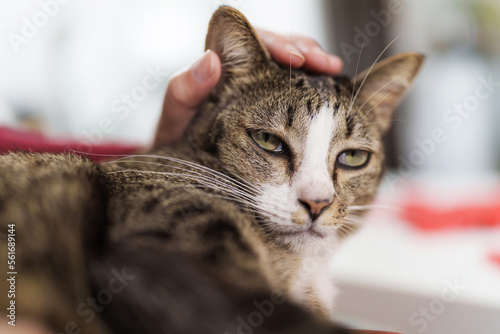 Human best friend, Hand of woman petting her lovely cat.. © mojo_cp