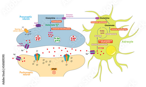 GABA-Glutamate-glutamine cycle [Astrocytes and neurons] photo