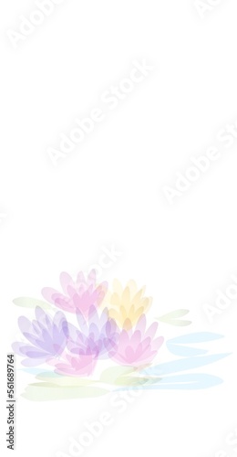 Beautiful water lily flowers on white background