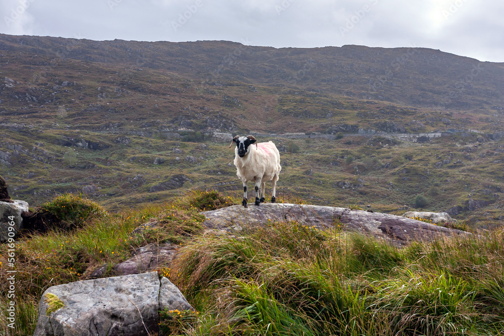 a Sheep on a rock in the Mountains of County Kerry, Ireland