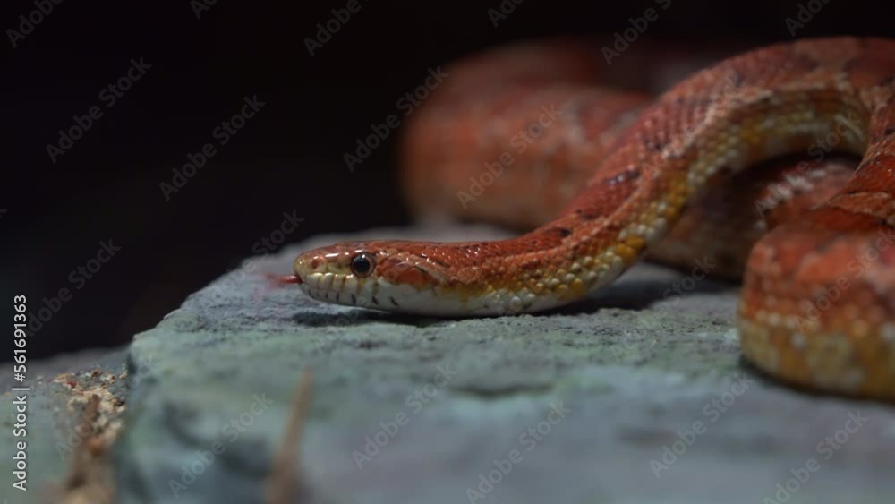 Non-venomous corn snake, pantherophis guttatus hiding between the rocks, flicking tongue, serpentine locomotion, crawling and slithering forward, close up shot. Non-venomous corn snake, pantherophis guttatus hiding between the rocks, flicking tongue, serpentine locomotion, crawling and slithering forward, close up shot.