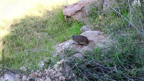 Rock Hyrax standing on a stone in the African savannah looking at the camera photo