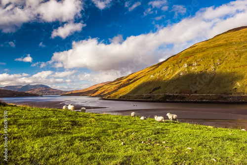 Sheep grazing in the hills along Killary fjord in Connemara, Ireland