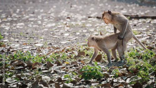 Moment  Macaca or Male monkeys  female monkeys are make love and breed in the mating season in natural forest park with love and warm. Khao Ngu Stone Park  Thailand. Free space for banner text input.