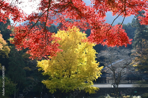 Autumn scenery of Mitake gorge (Red maple leaves and yellow ginkgo leaves ), Mitake gorge, Ome, Tokyo, Japan.