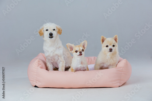 Adorable dogs in dog bed © uinmine