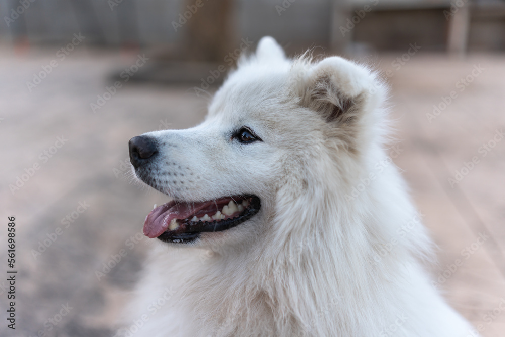 Cute domestic white Samoyed dog sitting on walkway with open mouth against blurred background