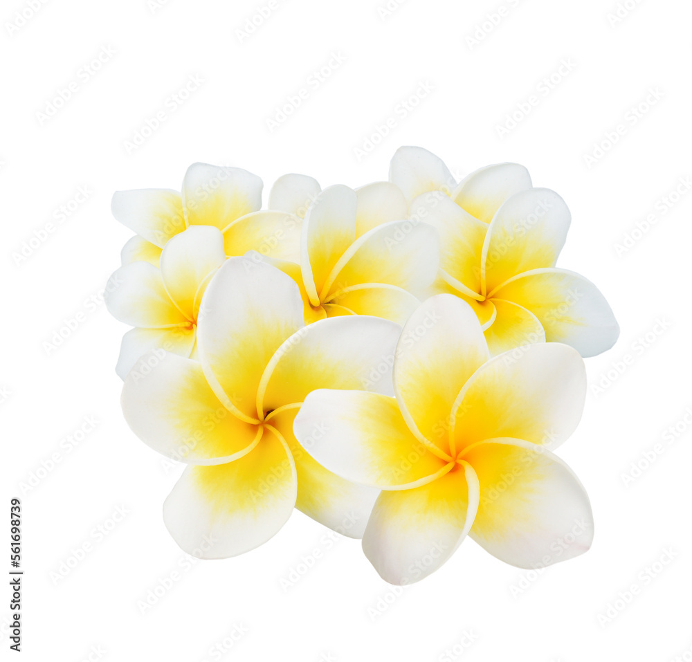 beautiful white plumeria rubra flower isolated on transparen png.