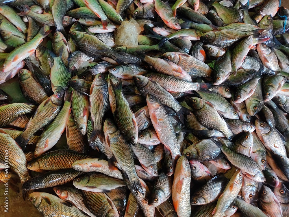 pile of bumper harvest of catla rohu carp fish after farming and sale in fish market