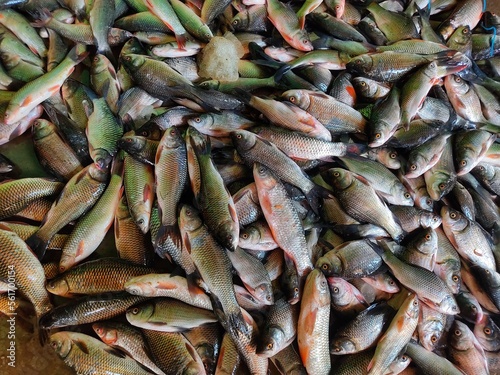 pile of bumper harvest of catla rohu carp fish after farming and sale in fish market