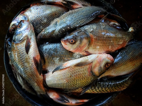 pile of catla indian river carp in plastic basket for sale close view of catla carp HD photo