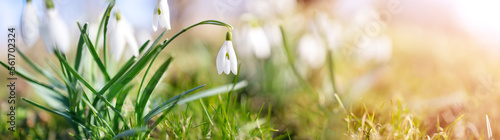 Snowdrop flowers blooming in the spring park.