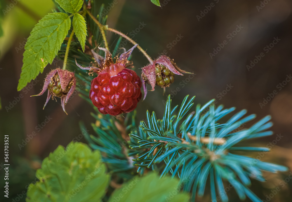 Close-up view of wild raspberry growing in the forest with blue spruce needles in foreground Close-up view of wild raspberry growing in the forest with blue spruce needles in foreground