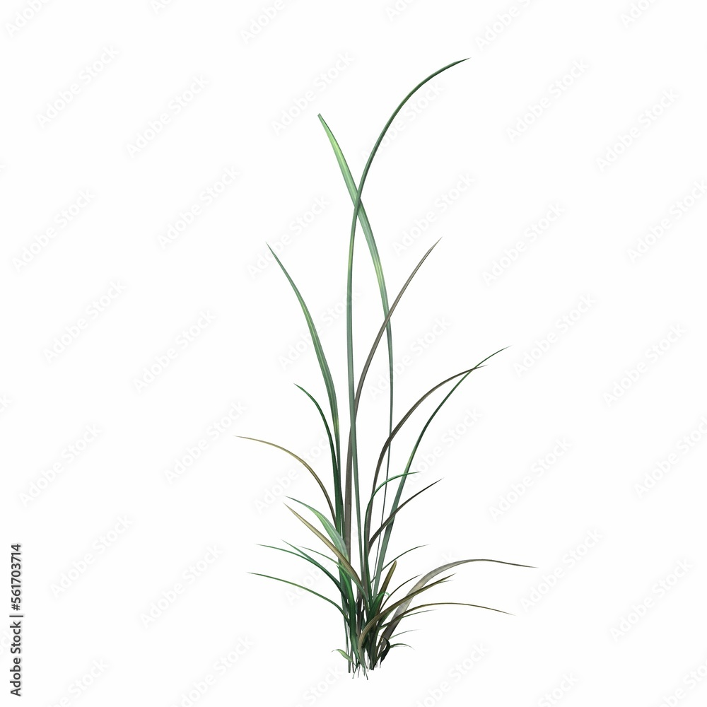 wild field grass, isolated on white background, 3D illustration, cg render