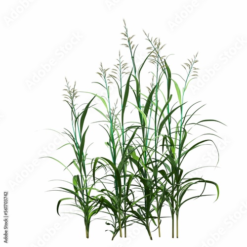 wild field grass  isolated on white background  3D illustration  cg render
