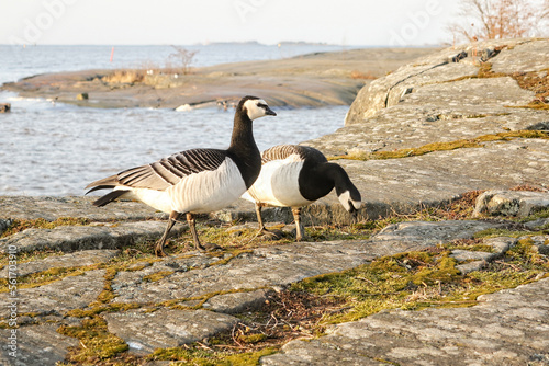 Pair of Barnacle Geese Feeding by the Sea in the Spring