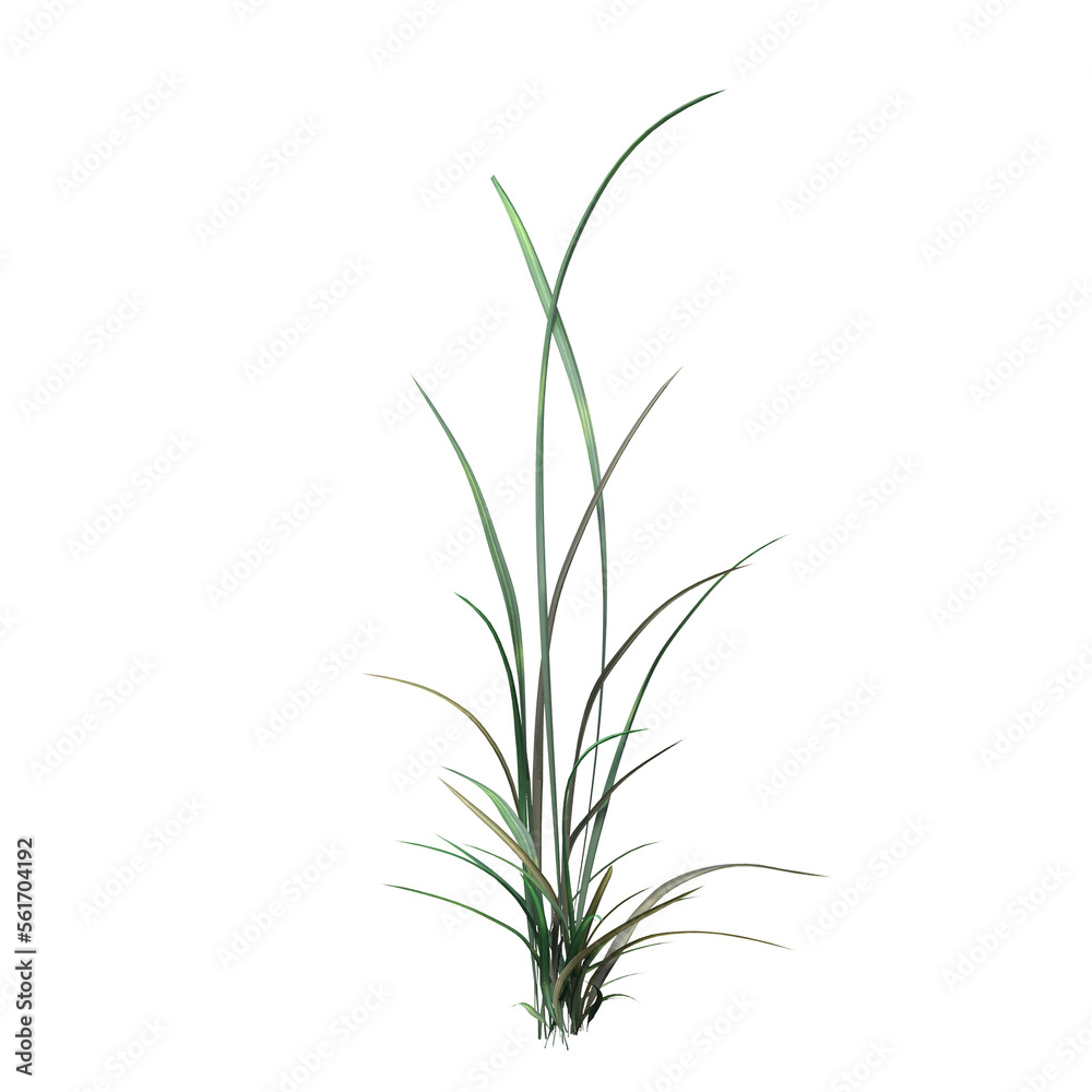 wild field grass, isolated on a transparent background, 3D illustration, cg render
wild field grass, isolated on a transparent background, 3D illustration, cg render