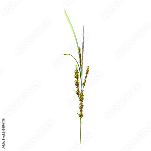 wild field grass, isolated on a transparent background, 3D illustration, cg render 