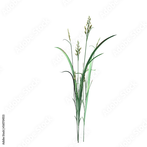 wild field grass  isolated on a transparent background  3D illustration  cg render 