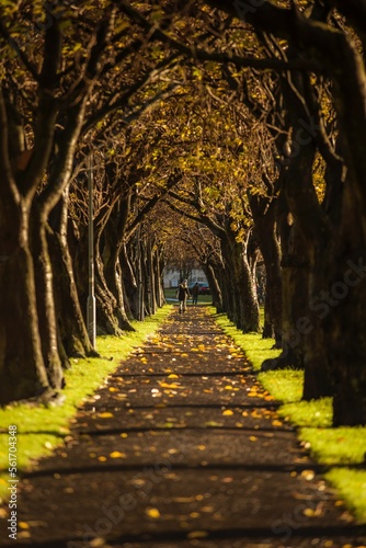 path in autumn park © Robert