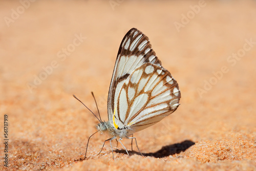 A brown-veined white (Belenois aurota) butterfly sitting on sand, South Africa.