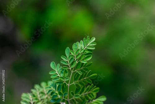 close up of Moringa leaves