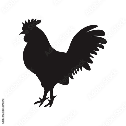 Fotografia rooster isolated on white
