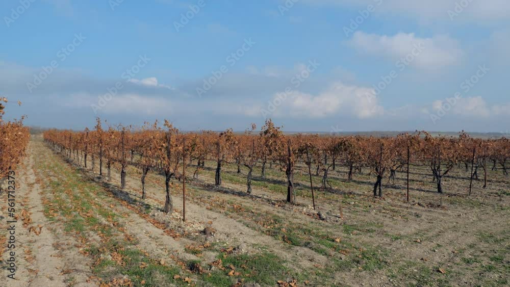 A general plan for the rows of vineyards devastated after harvest. A general plan for the rows of vineyards devastated after harvest.