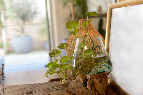 水草の根　水生植物　アクアリウム