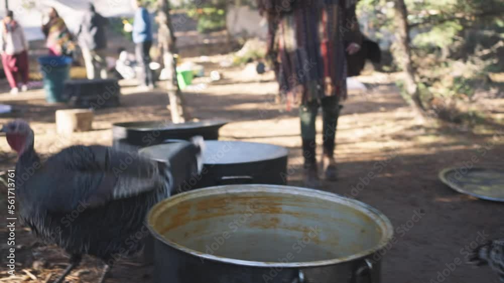Close up of two couple of turkey birds stepping by big cooking pot, handheld Close up of two couple of turkey birds stepping by big cooking pot, handheld